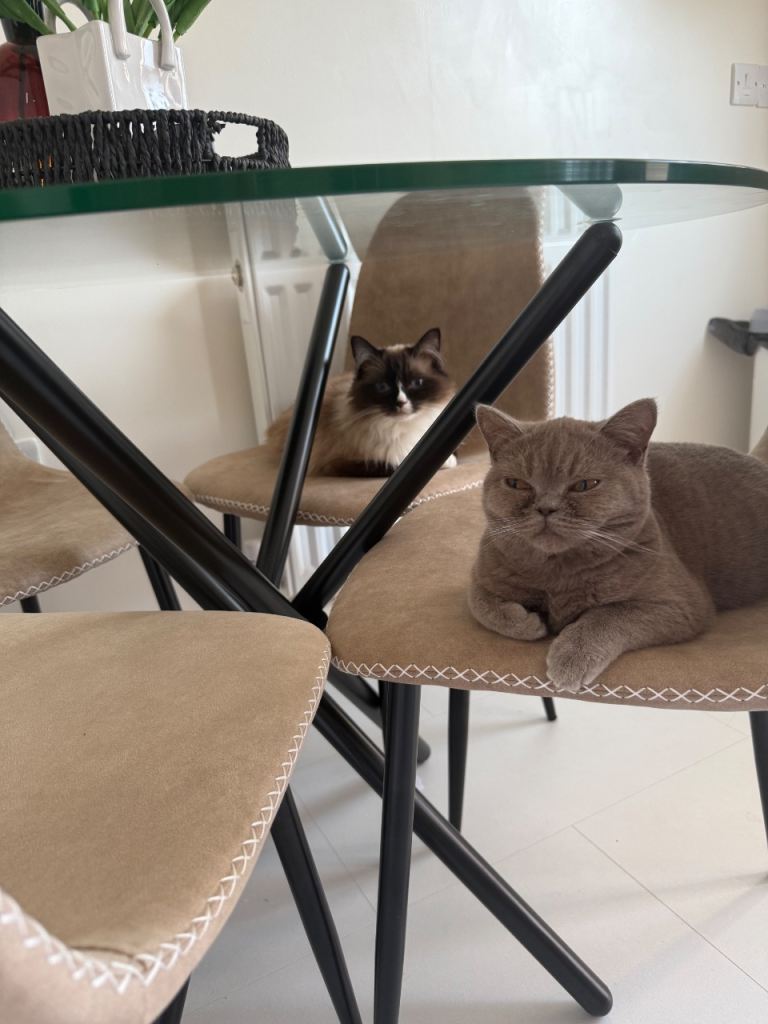 Female ragdoll & BSH