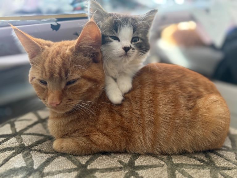 Kitten 