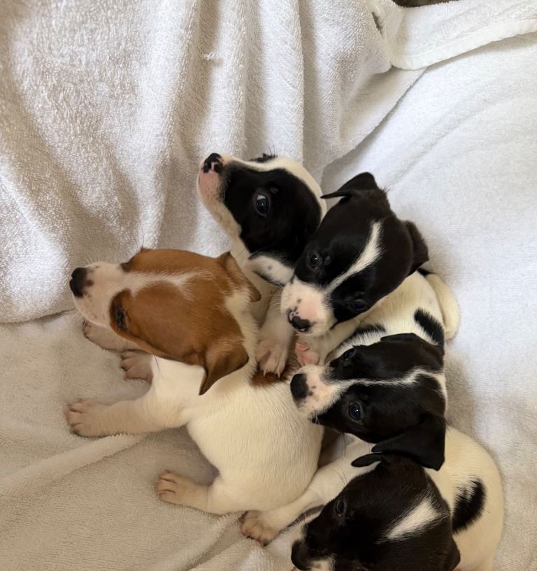 Jack Russell puppies for sale