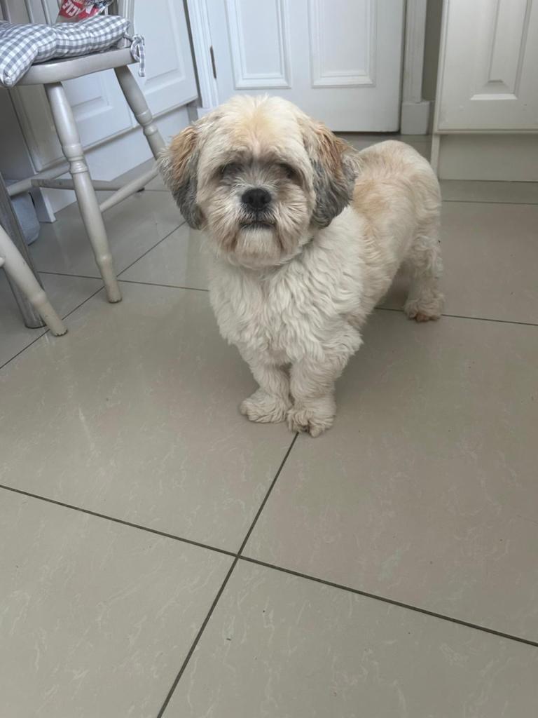 Dog