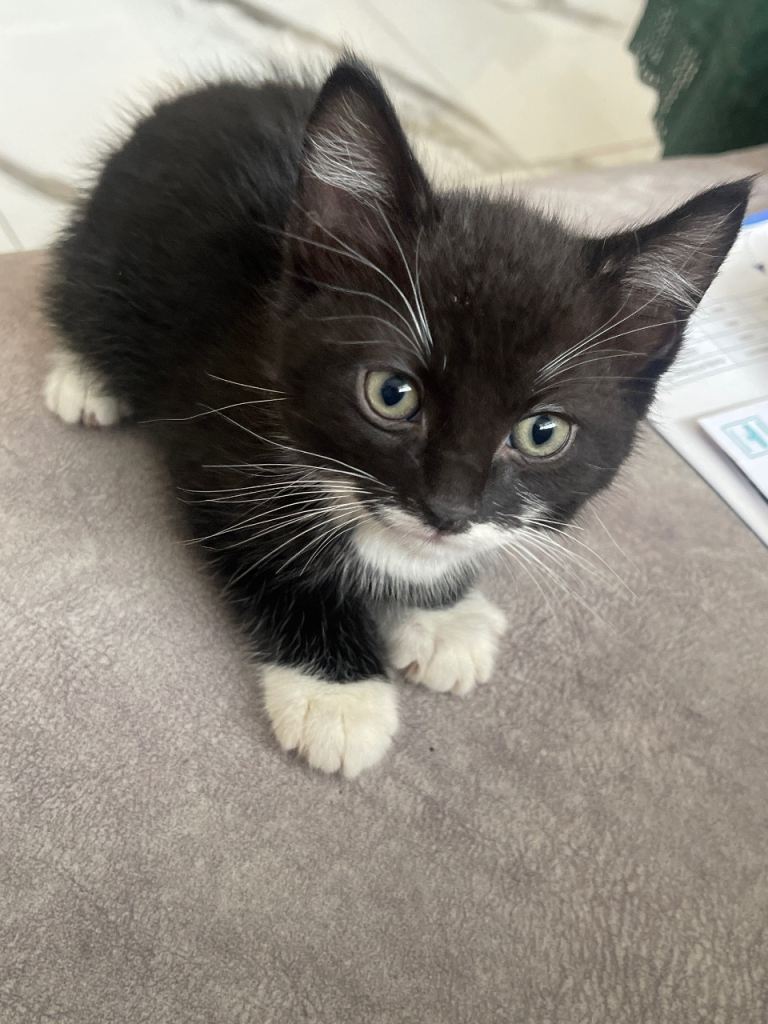 5 kittens up for sale!