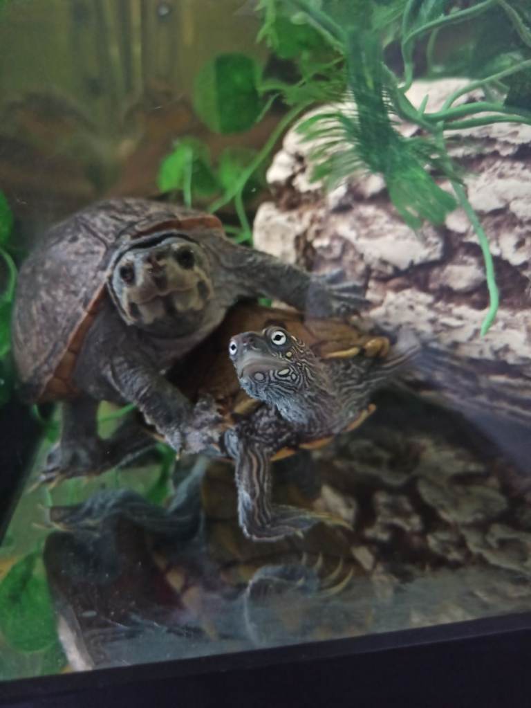 Tropical fishes cichlids