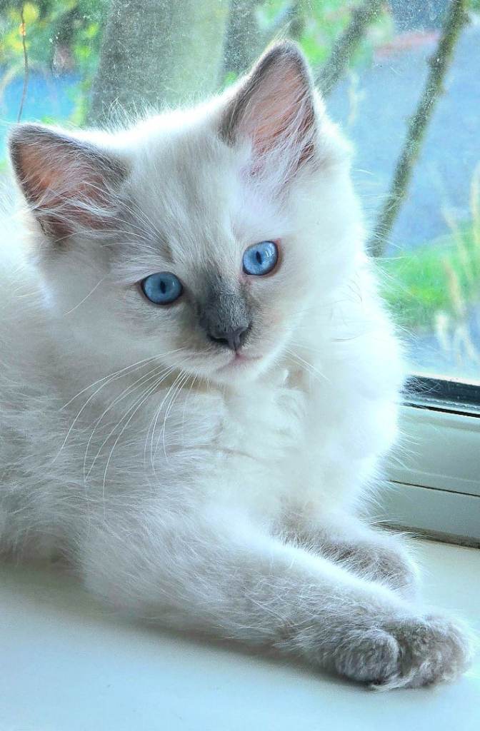 Beautiful Ragamese (Ragdoll × Siamese) Female Kitten