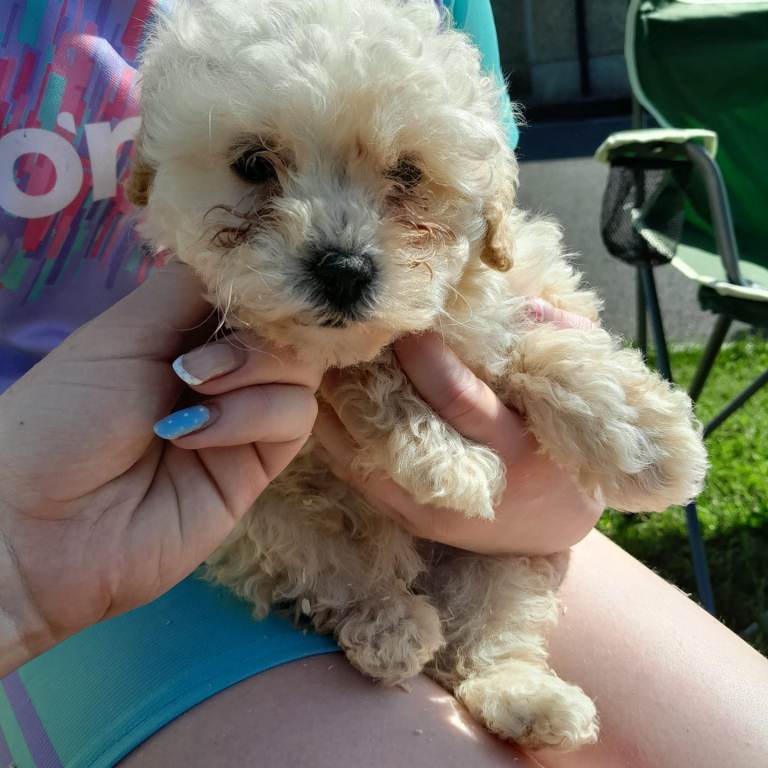 Cockapoo pups