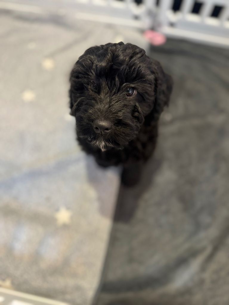 Beautiful Cockapoo