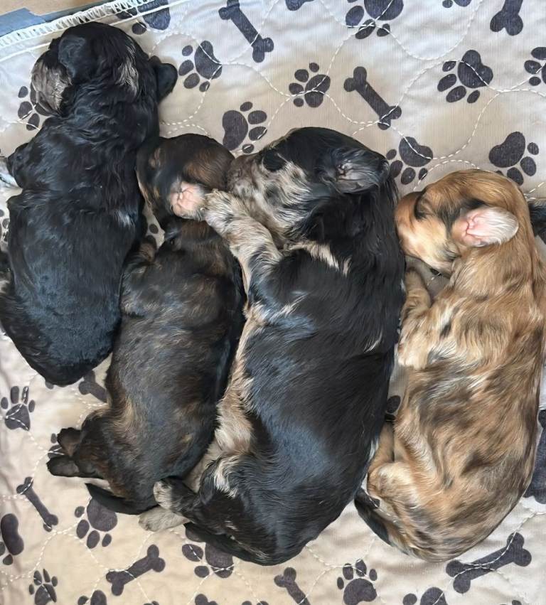 Adorable mini poodles for sale £1500. 