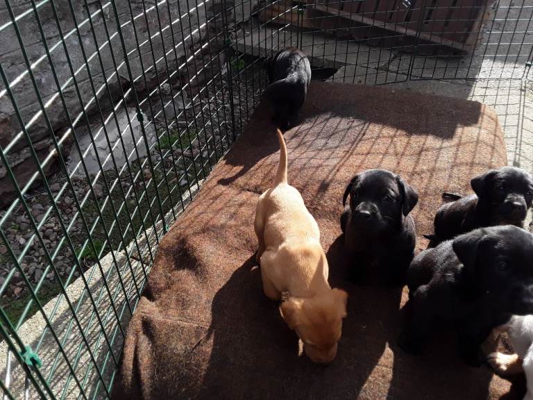 Labrador pups for sale
