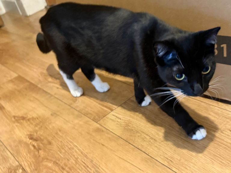1 year old British short hair female (sisters)