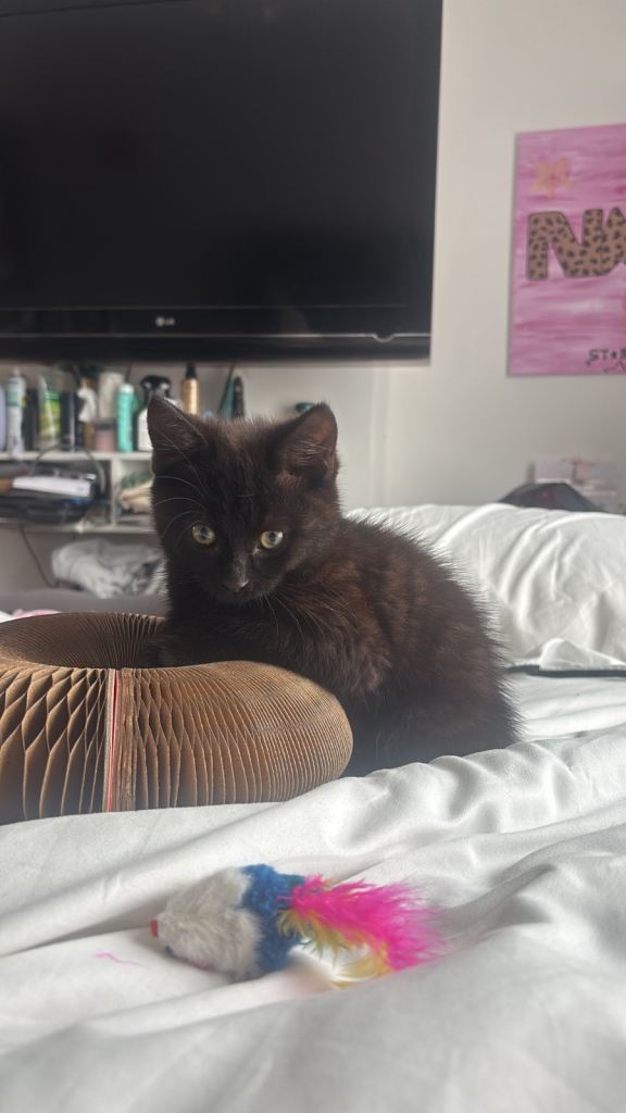 9 week old male kitten 