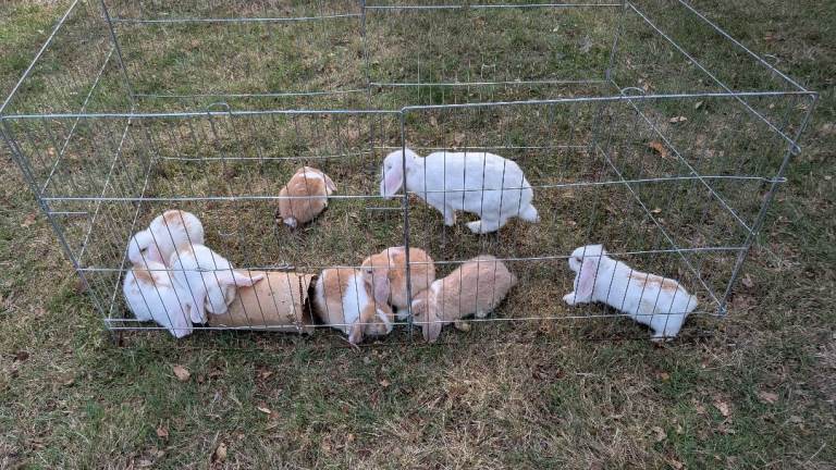 Baby Mini Lop Rabbits for sale - ready 1st October.