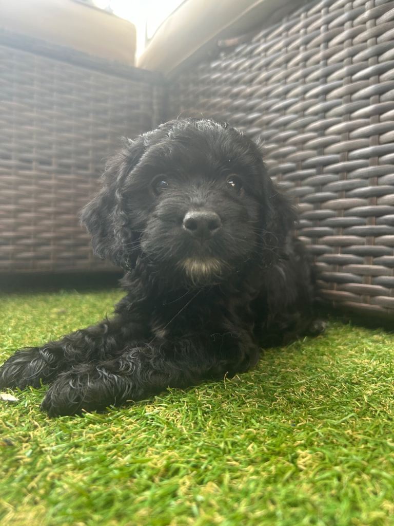 F1 Cockapoo puppies AVAILABLE TODAY!!