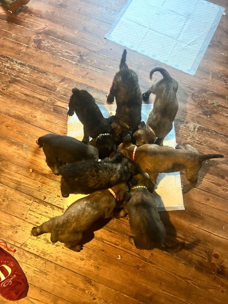 Belgium Mali x shepherd 