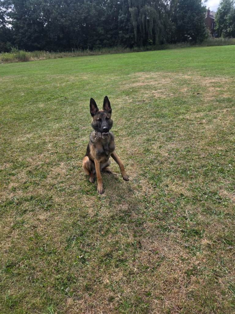 Malinois 