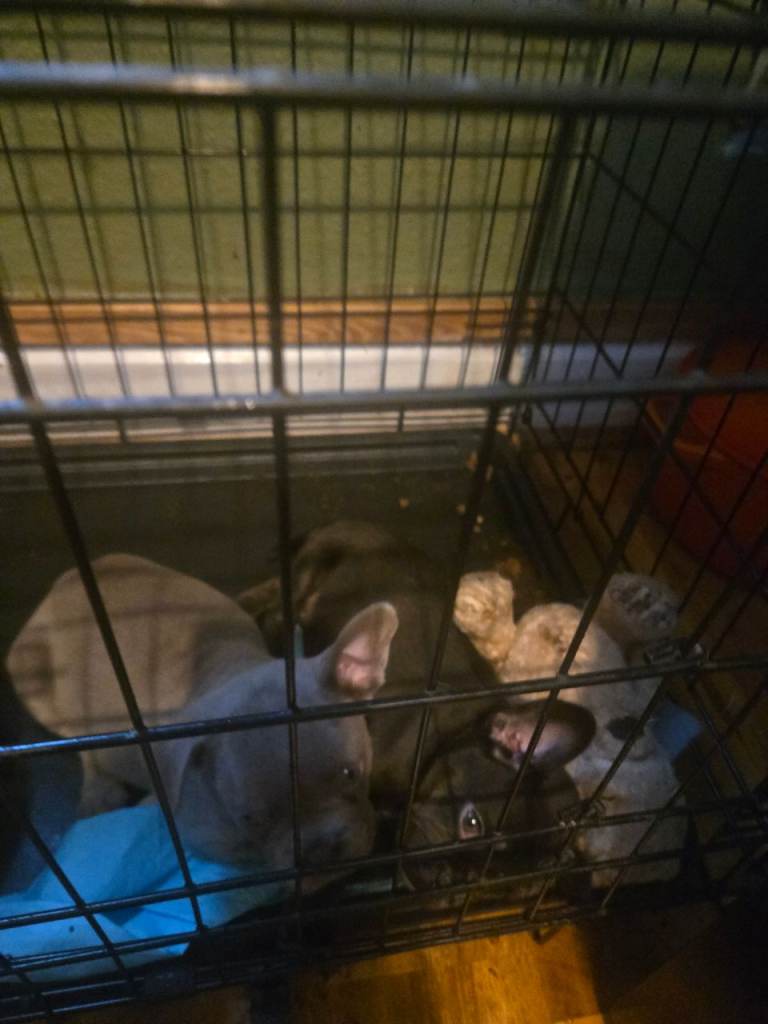 Last two pups for sale