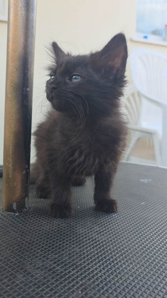 Kittens 