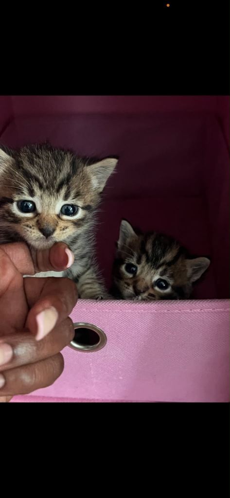 Kittens