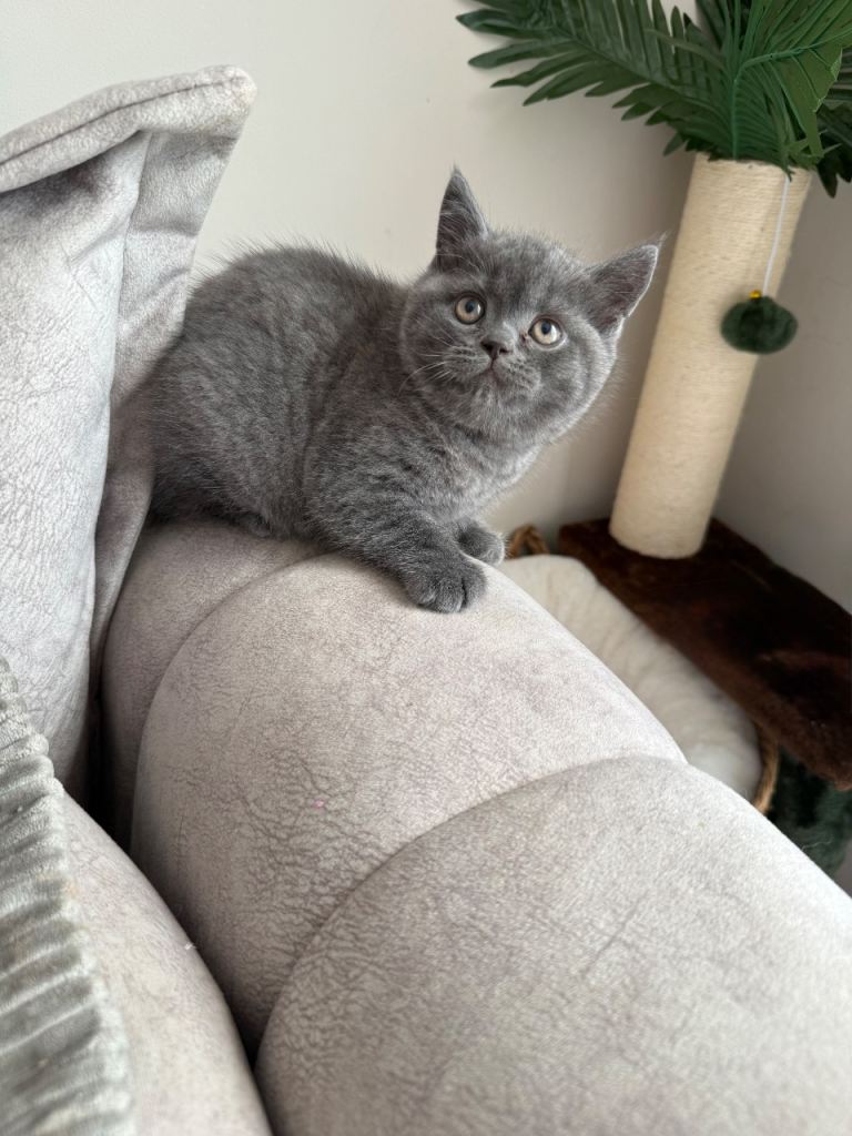 British Shorthair Male Kitten