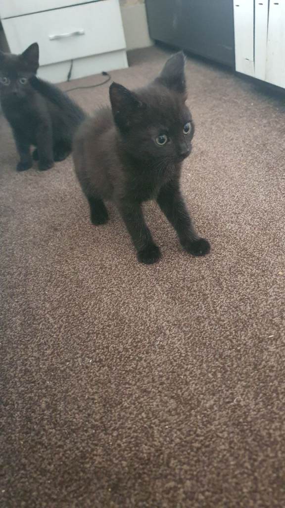 8 weeks kittens for sale,ready to leave now.