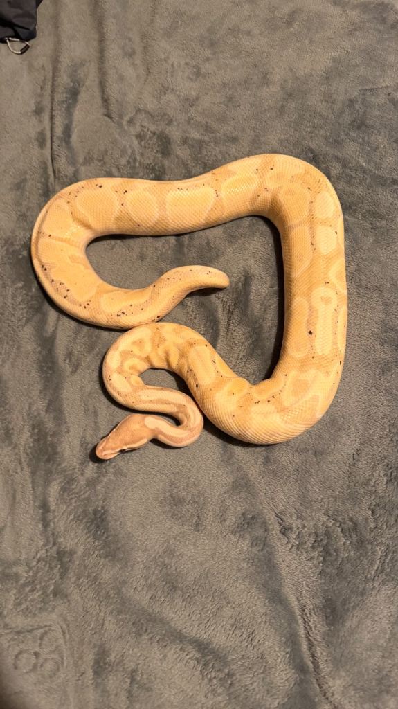 Snakes needing new homes 