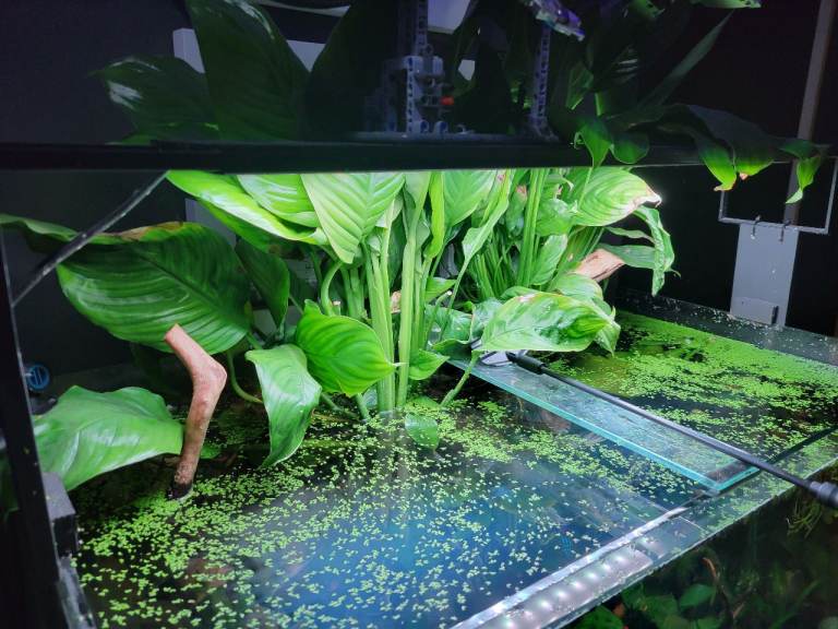 Chihiros WRGB slim 2 aquarium light