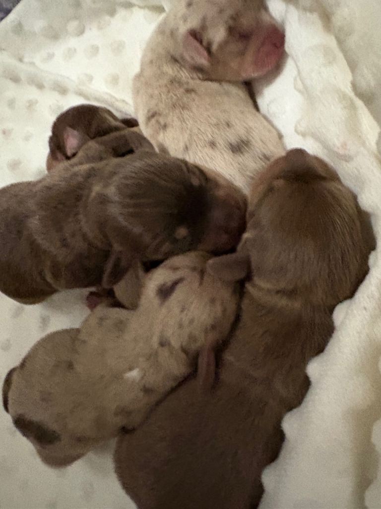 Miniature dachshund x chihuahua chiweenies chocolate & tan dapple