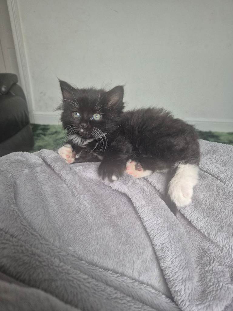 Black and white kittens