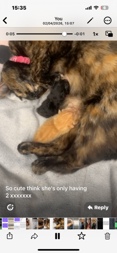 Kittens 