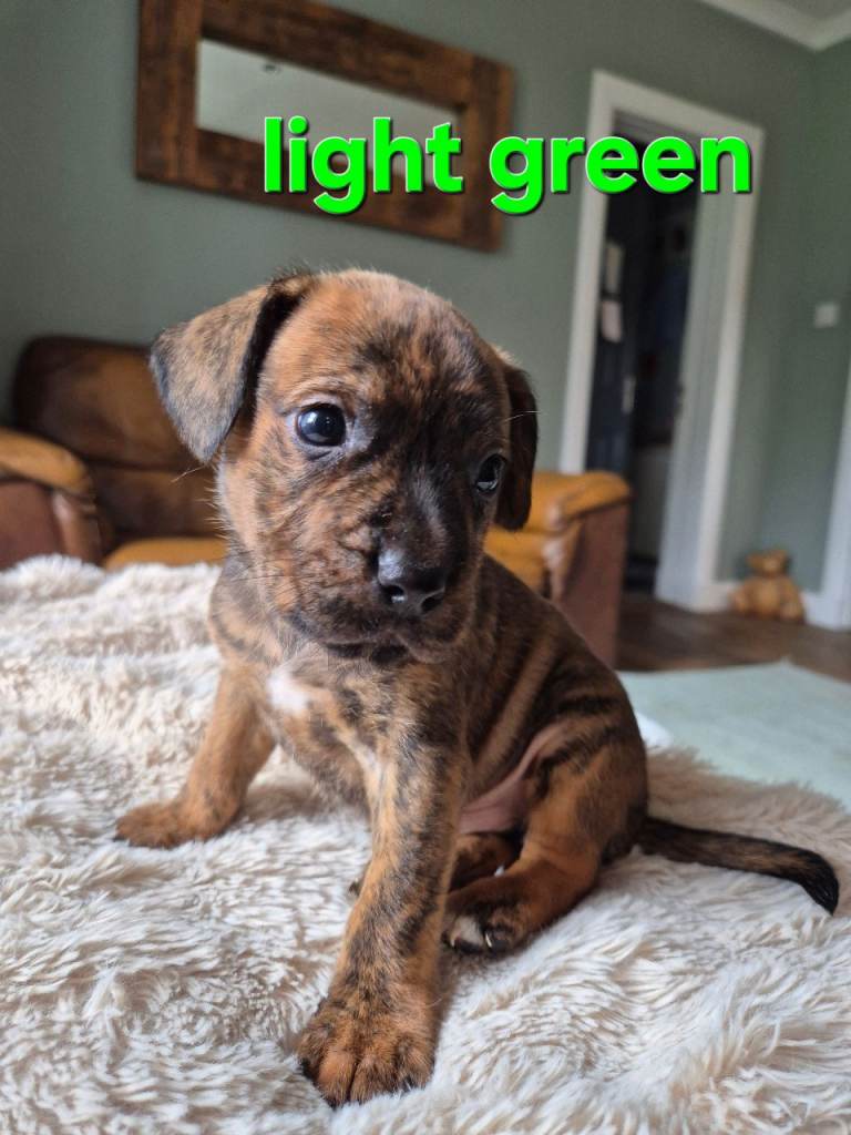 Beautiful puppies 