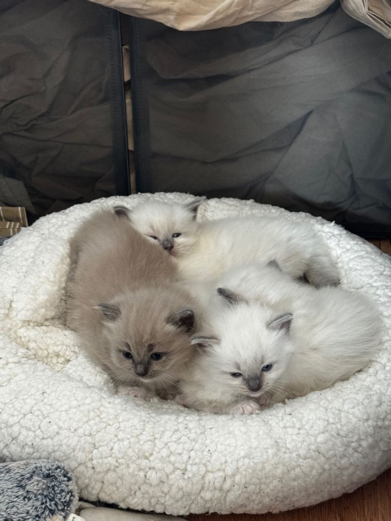 Looking to Brighten Your Life? Beautiful purebred Ragdoll Kittens Available!
