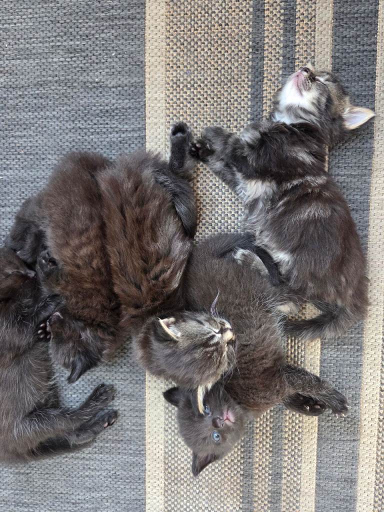 5 kittens for sale