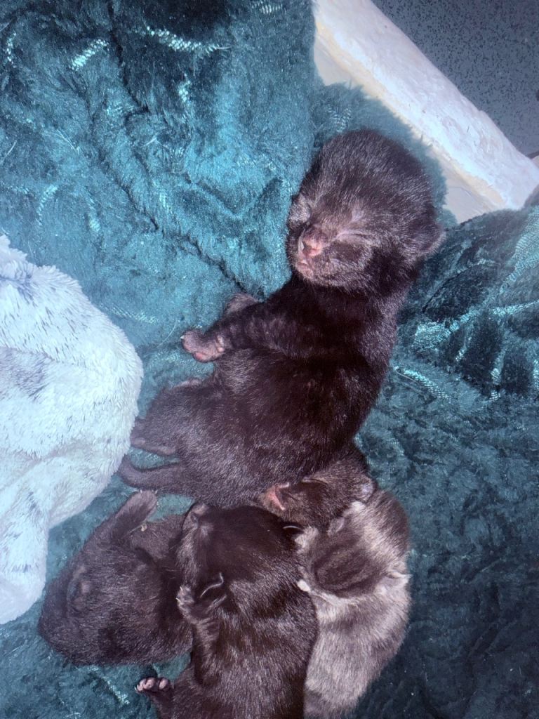 1 back beautiful kitten left!