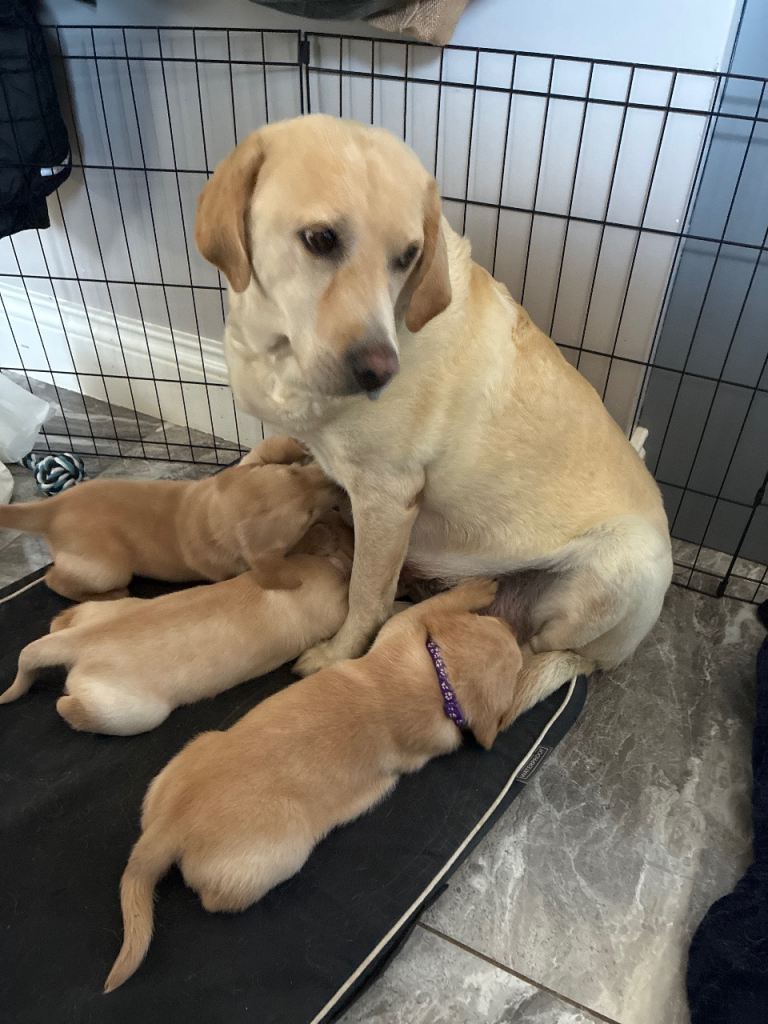 Golden Labrador pup