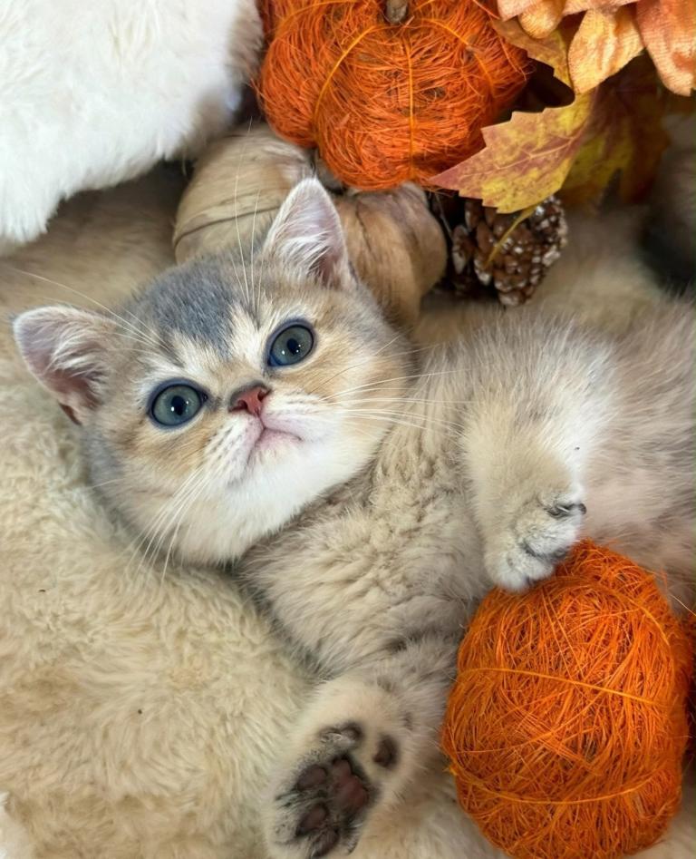 Blue Golden Shaded British Shorthair Kittens