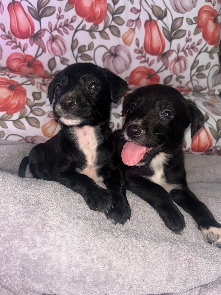 Cocker Spaniel x puppies