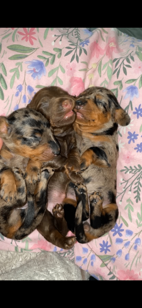 Miniature dachshund puppies 