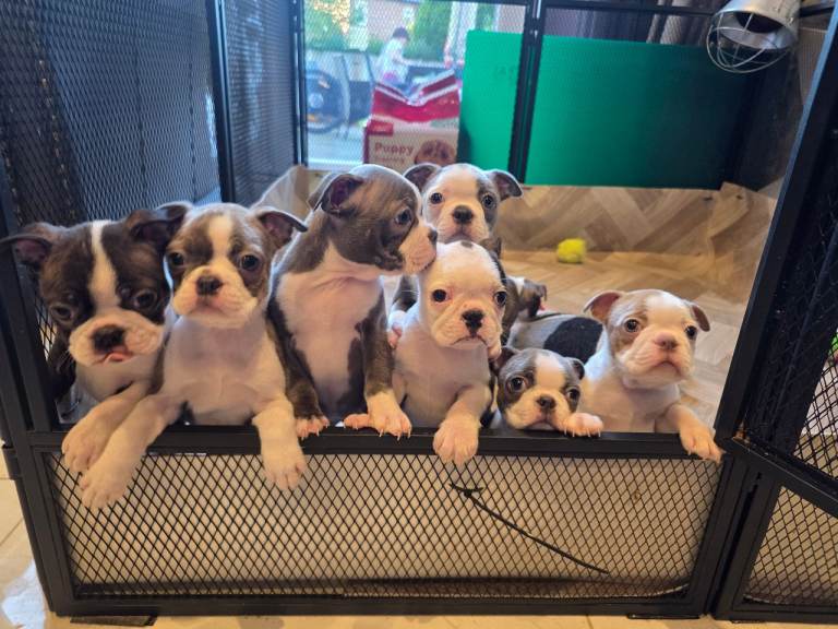 Health-Tested KC Registered Rare Boston Terrier Puppies