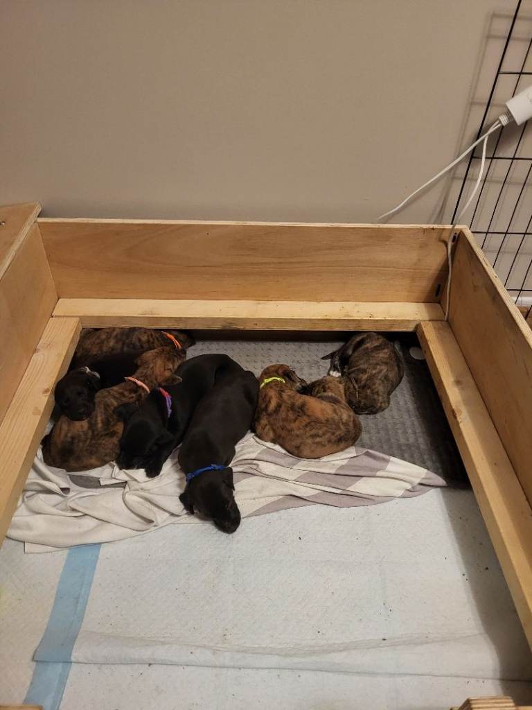 Puppies /known as whipador