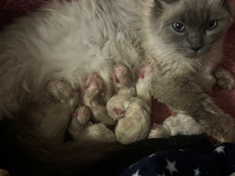 Ragdoll kittens