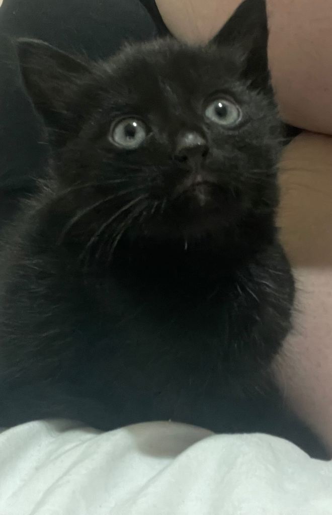 Black shorthair kittens for sale