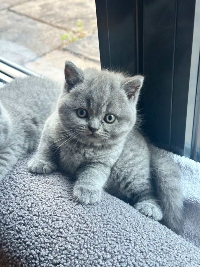3 gorgeous British Blue Shorthair Kittens