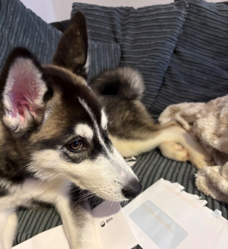 Husky looking for home