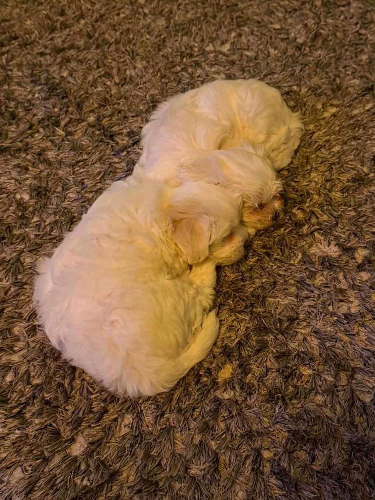 Bichon puppy for sale 