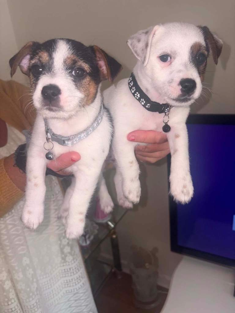 Jack Russell Boy Puppies
