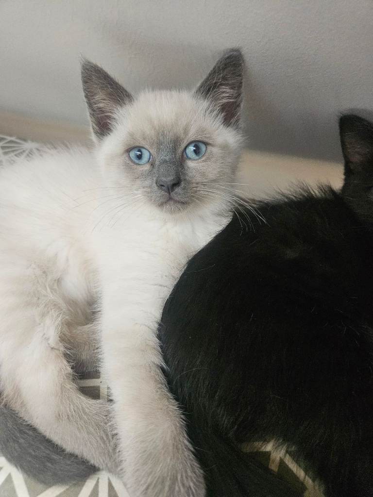 Stunning kittens, ready to leave now