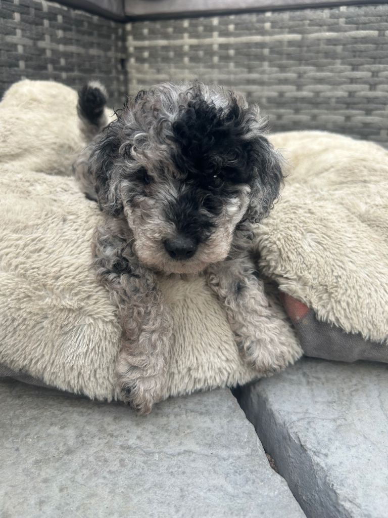 PRICE REDUCED Merle Cockapoo puppies