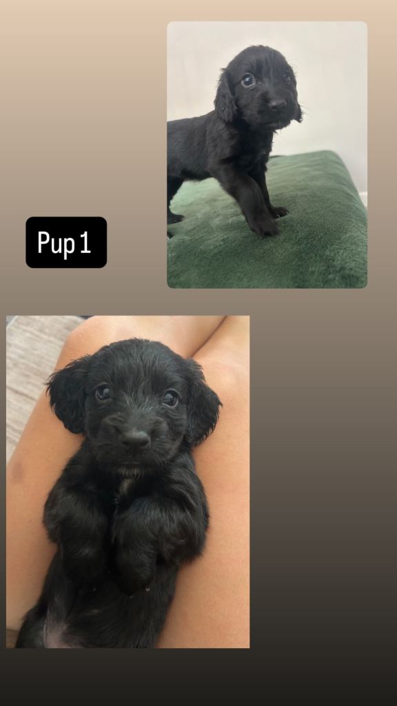 Cockapoo 