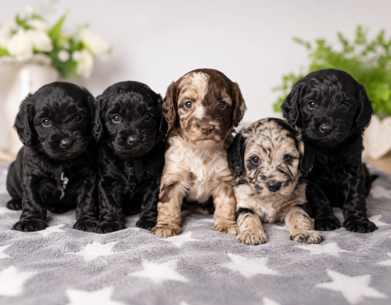 Beautiful F1B Cockapoo Puppies – Merle & Black – Ready to Reserve 🐶