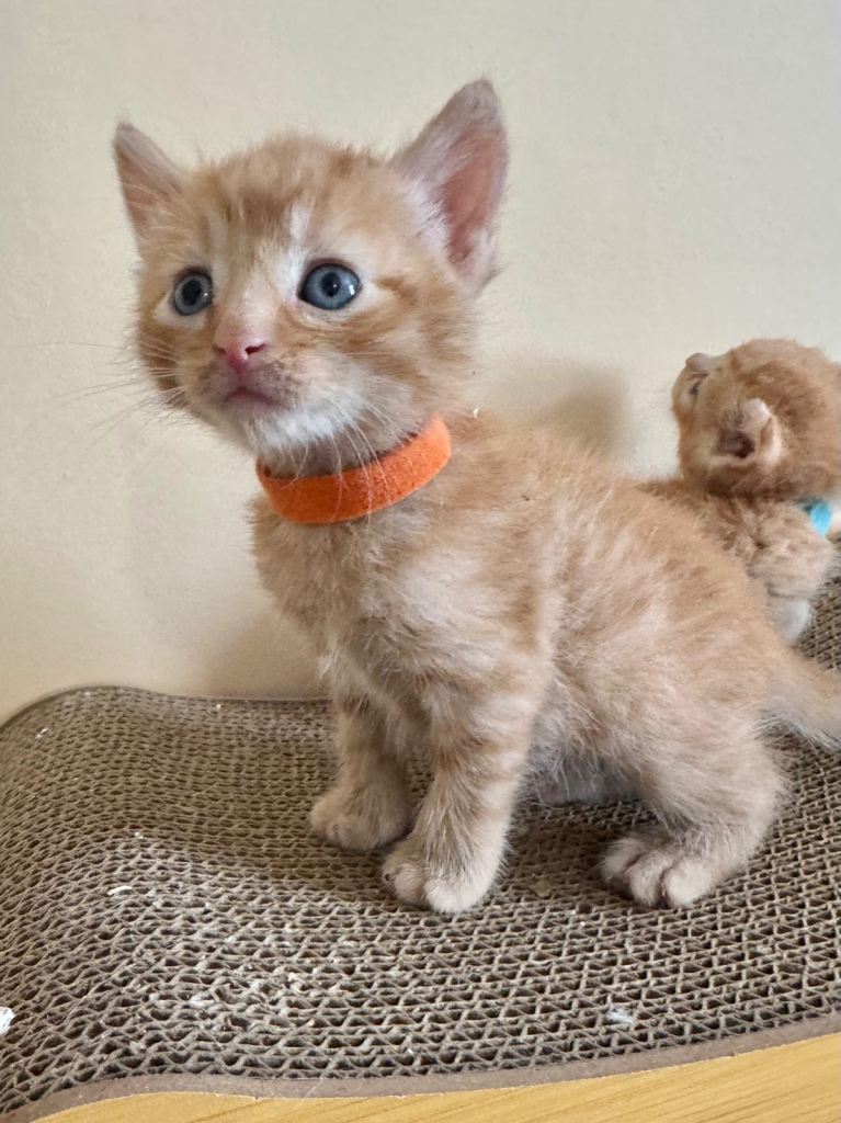 FULL GINGER KITTENS AND GREY TABBY  KITTENS 