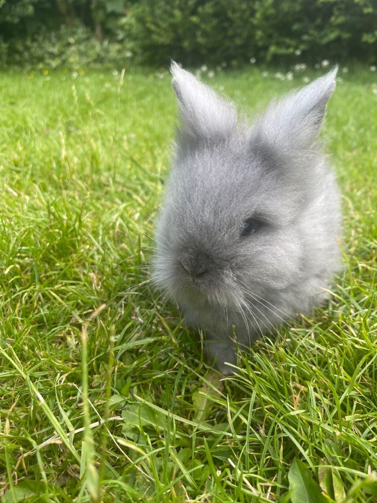 Adorable Lionhead Bunnies