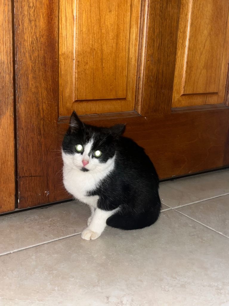 Black and white kitten